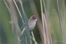 <p>RÁKOSNÍK VELKÝ (Acrocephalus arundinaceus) ----- /Great reed warbler - Drosselrohrsänger/</p>